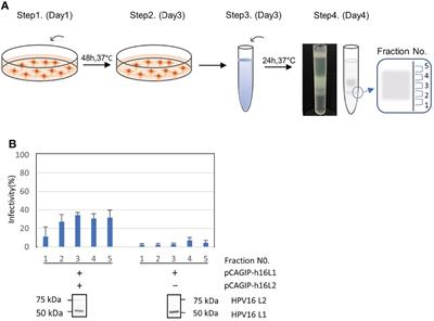 Peroxisomal Membrane Protein PMP34 Is Involved in the Human Papillomavirus Infection Pathway